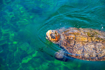 Obraz premium Zielony żółw