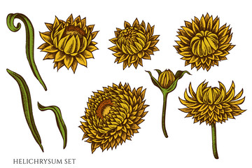 Vector set of hand drawn colored  helichrysum