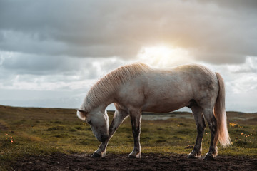 Plakat Icelandic horse in the field of scenic nature landscape of Iceland. The Icelandic horse is a breed of horse locally developed in Iceland as Icelandic law prevents horses from being imported.