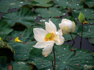 white lotus flower in the pond on blurred background,