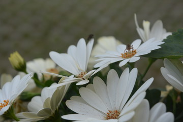 białe kwiaty © Marta