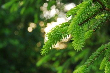 green needles ate in the light of the evening sun close-up blurred background.