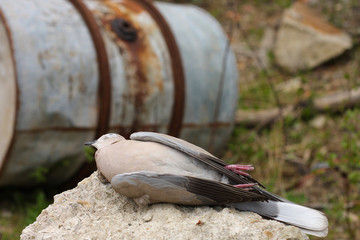  Dead bird collared dove lying in front of a  barrel of  toxic chemical waste.