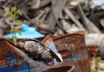  Dead bird collared dove lying on a barrel of  toxic chemical waste.