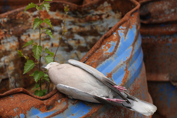  Dead bird collared dove lying on a barrel of  toxic chemical waste.