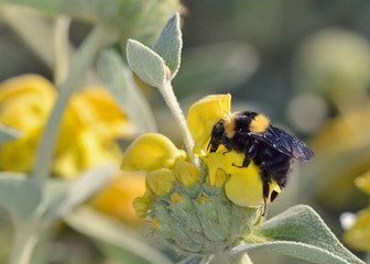 Bombus argillaceus is a bumblebee species of the subgenus Megabombus, Crete, Greece