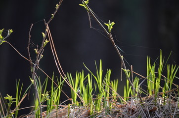 Gras
