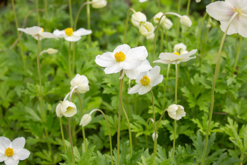 Anemone Sylvestris Ranunculaceae white flowers with a yellow core. Beautiful flowers with delicate...