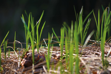 Gras