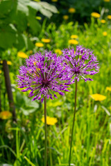 Wild onion blooms in mauve lilac purple flowers, blooming onions on a background of green grass. Edible plants during flowering