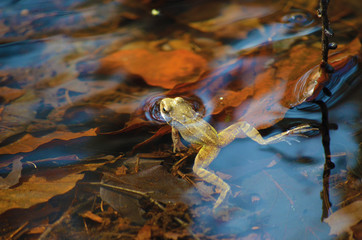 Fototapeta premium Frosch