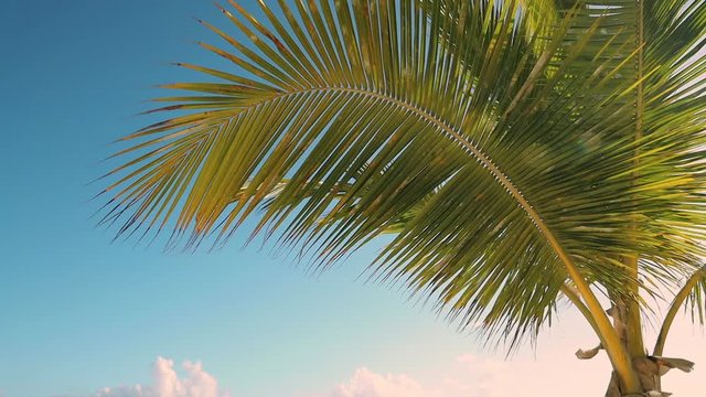 Tropical palms leaves beach, shining sun and blue sky