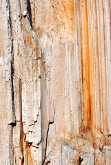Tree cracked old yellow trunk, horizontal background texture close up detail