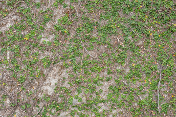 green ivy leaf on the wall