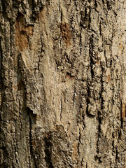 bark of teak tree texture