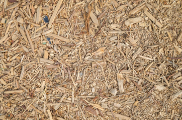 wooden and lumber sawdust