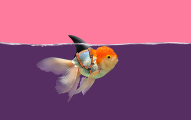 Goldfish with shark fin swim in violet water and pink sky, Gold fish with shark flip . Mixed media