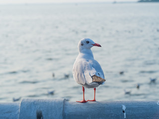 The seagull is opening its mouth. On the bridge along the beach