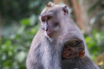 Naklejka na ściany i meble female monkey holding her baby