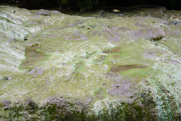 Geothermal craters in the forest in the Waiotapu area of the Taupo Volcanic Zone in New Zealand