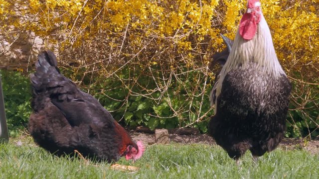 Un coq et une poule dans l'herbe