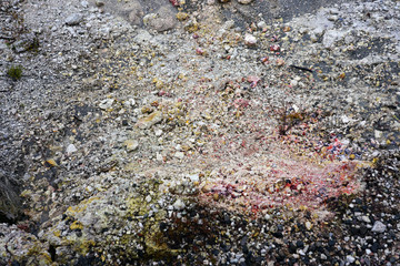 Geothermal craters in the forest in the Waiotapu area of the Taupo Volcanic Zone in New Zealand