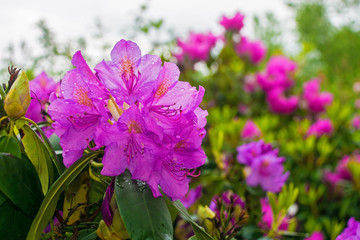 Purple rhododendron flowers growing in a garden in north east Italy. They are wet from recent rain