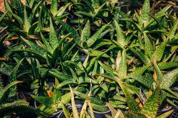Succulents Growing and for sale at a Nursery