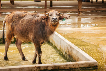 Young Asian water buffalo in local dairy farm in Southeast Asia