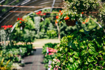 Fototapeta na wymiar Outdoor Greenhouse Full of Colorful Plants