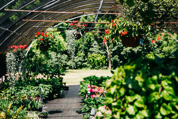 Fototapeta na wymiar Outdoor Greenhouse Full of Colorful Plants