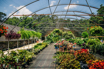 Outdoor Greenhouse Full of Colorful Plants