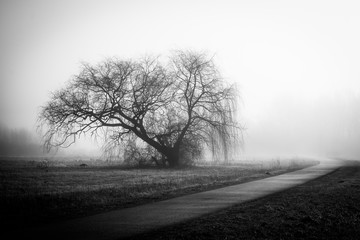 Tree in the fog
