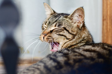 Portrait of big grey cat yawning closeup