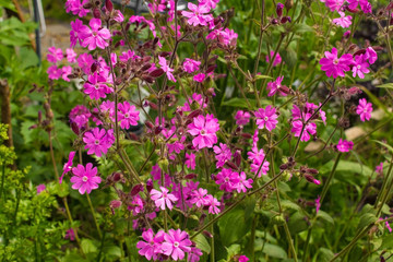 Flowers on a Silene Dioica plant, also known as Red Campion and Red Catchfly