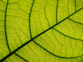 detail of green leaf texture