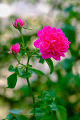 Fototapeta premium Blooming pink rose on blurred background beautiful rose