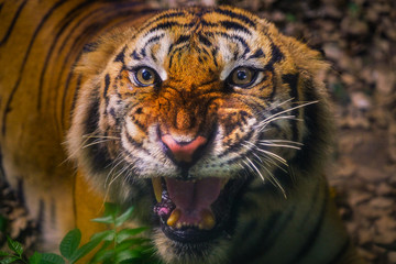 Angry Sumatran Tiger Sumatran tiger face looking a the camera
