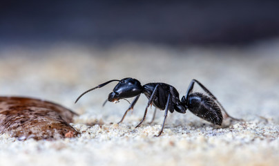 big forest ants in a native habitat