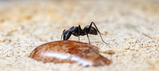 big forest ants in a native habitat