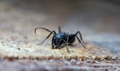 big forest ants in a native habitat