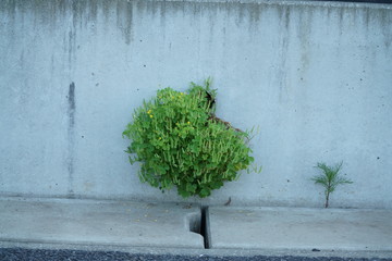 排水溝の雑草