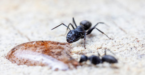 big forest ants in a native habitat