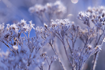 snowflakes frost on a branch