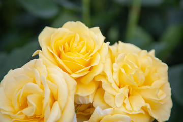 黄色いバラ