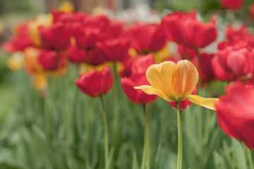 Spring flowers of  tulip on blurred background