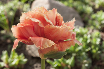 Spring flower of orange tulip, variety Lambada on blurred background