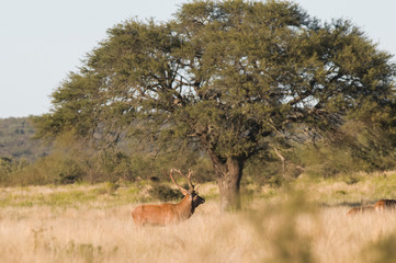 Naklejka premium Red Deer in calden forest environment, Pampas, Argentina