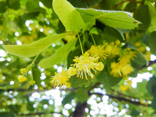 Fototapeta na wymiar linden or tilia flowers stems leaves in sping season, herbal tree