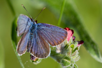 Beautiful butterfly in the green grass close-up outdoors